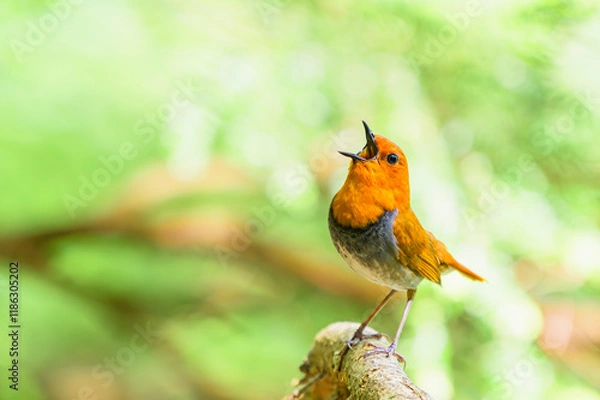 Obraz さえずるコマドリ