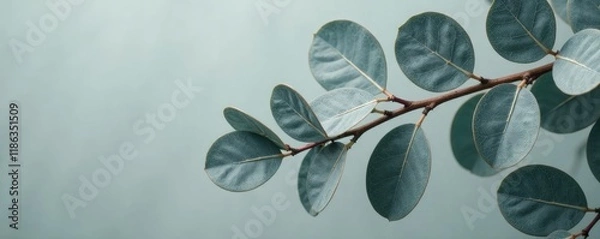Fototapeta eucalyptus leaves isolated on gray background with clipping path, monochrome, eucalyptus