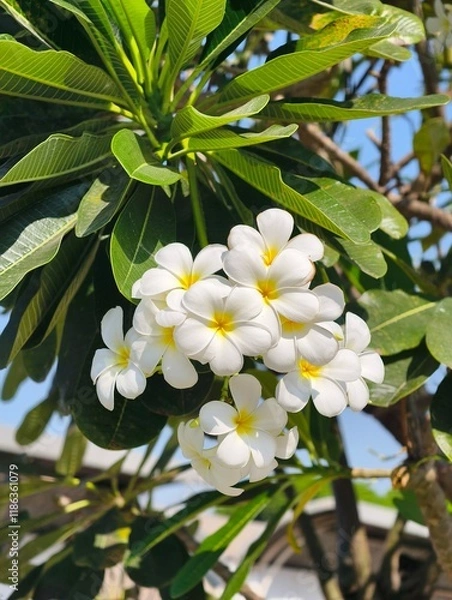Obraz Plumeria