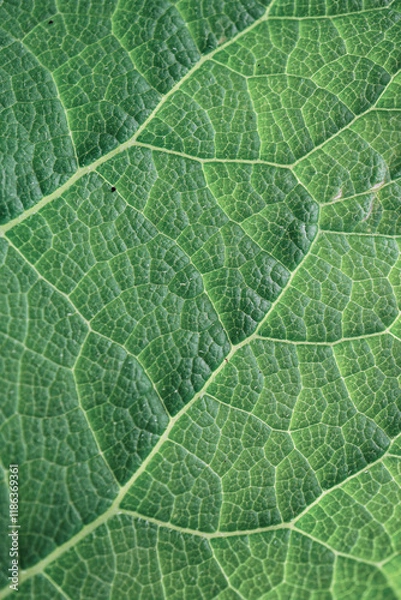 Fototapeta green leaf veins in springtime. abstract green background
