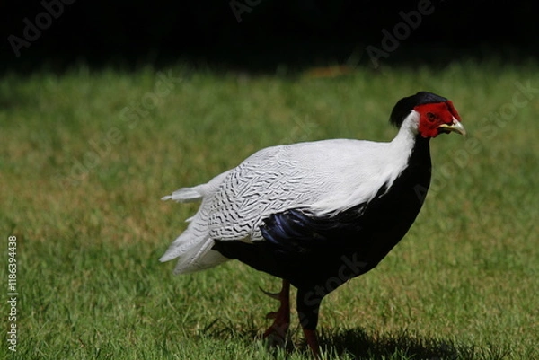 Obraz Faisan argenté