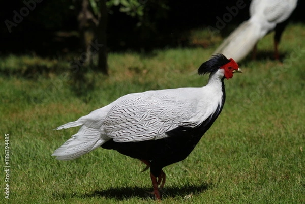 Obraz Faisan argenté