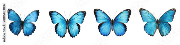 Fototapeta Beautiful Blue Butterflies with Intricate Wing Patterns Flying Gracefully in a Lush Natural Environment