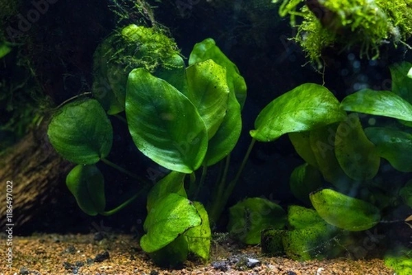 Fototapeta Anubias barteri green swamp plant in LED light, Java moss aquatic vegetation on driftwood twig, gravel bottom, freshwater ryoboku Amano style planted aquadesign, aquarium pet care, shallow dof texture