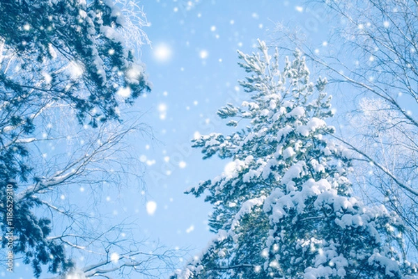 Fototapeta Landscape. Frozen winter forest with snow covered trees.