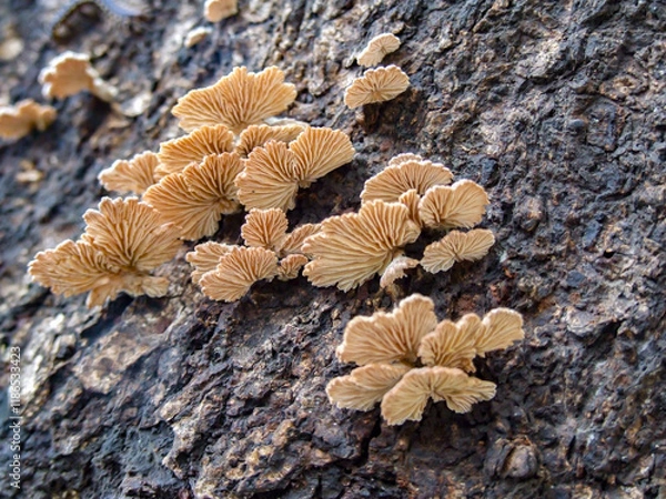 Fototapeta Mushrooms growing on a huge tree trunk