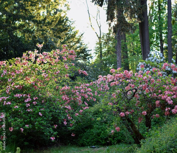 Obraz Kwitnące rododendrony 