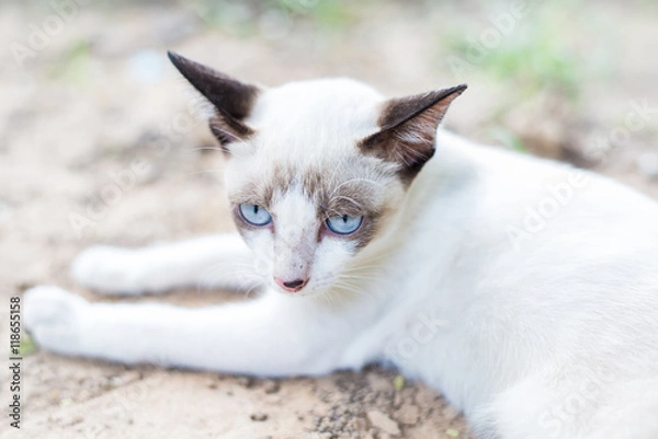 Fototapeta White Thai Cat
