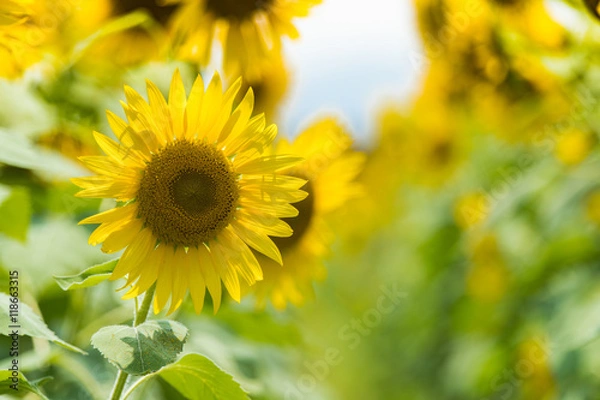 Obraz ひまわり畑（向日葵畑）