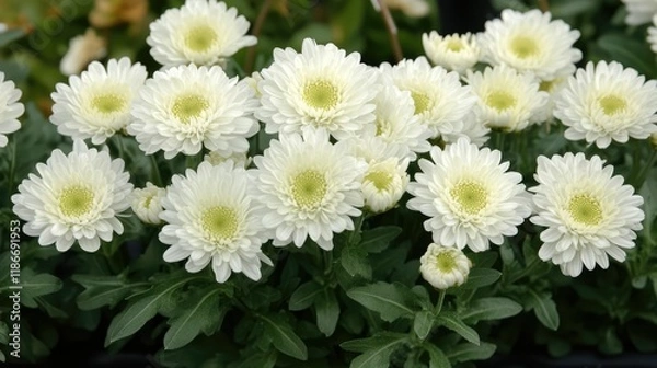 Fototapeta "Close-Up View of Chamomile Flowers"