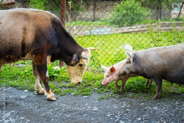 Obraz Life on a farm. Bull and pig with a cheerful piglet meet each other. Bull shows aggression towards the sow. Mother pig will grunt shortly and aggressively. After that they all will go away in peace