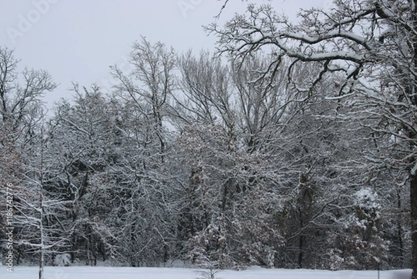 Obraz Winter Landscape