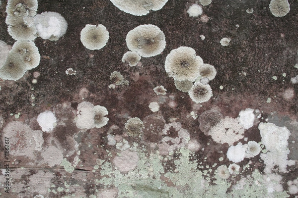 Obraz Pilze auf Stein