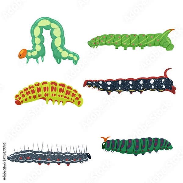 Fototapeta caterpillars set vector illustration isolated on white background