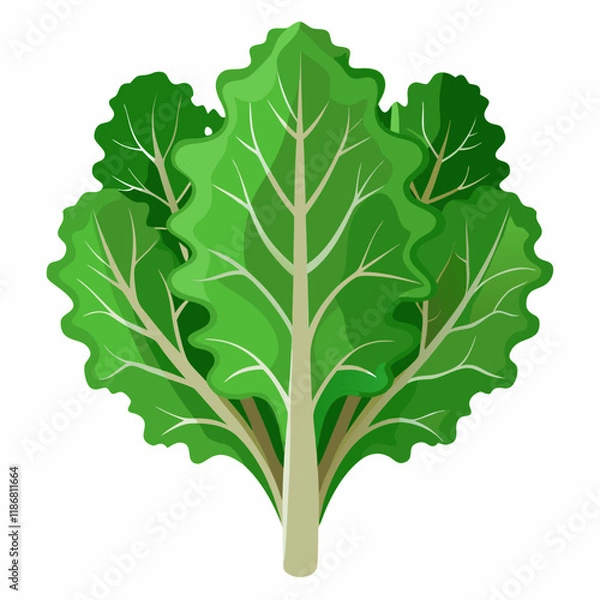 Fototapeta kale vegetable vector