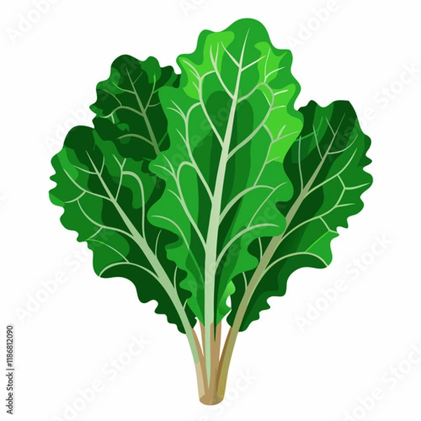 Fototapeta kale vegetable vector