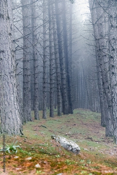 Obraz Gothic natural landscape with trees covered by fog in the mountains, Sardinia