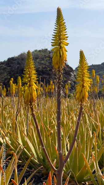 Fototapeta Aloe Vera plantation with flowers