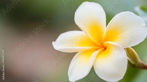 Obraz Plumeria Flower in Soft Focus Showcasing Delicate White Petals with Yellow Center : Generative AI