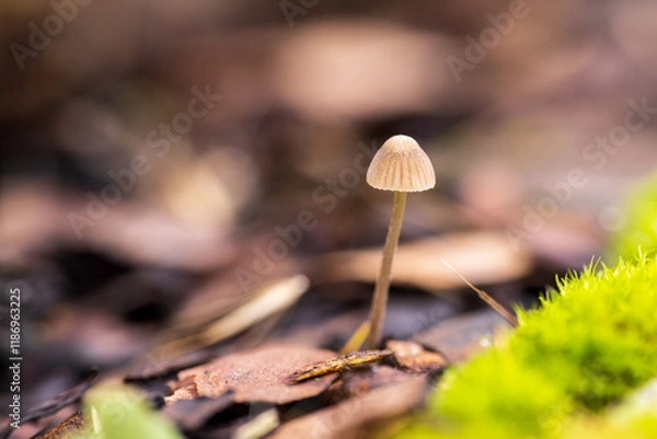 Fototapeta Close-up of a small mushroom in an autumn forest.