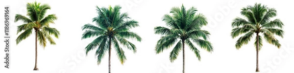 Fototapeta Lush Green Palm Trees Isolated on White Background for Tropical Nature Themes