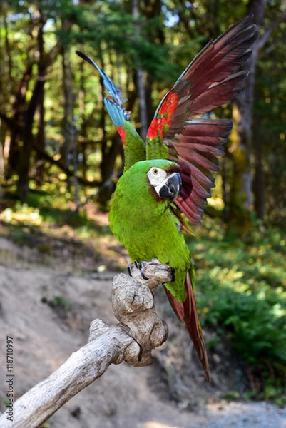 Obraz Surowa papuga Ara. Mini Ara