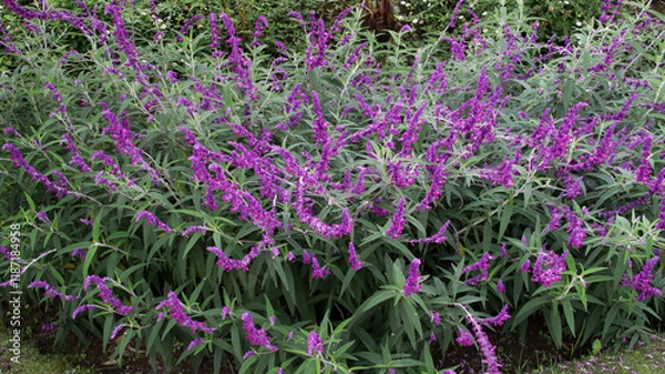 Fototapeta Lush purple Mexican sage bush in full bloom with vibrant flowers and green foliage in a serene garden setting