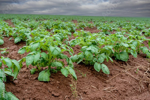 Fototapeta Potato plants growing in the fields of rural Prince Edward Island, Canada.