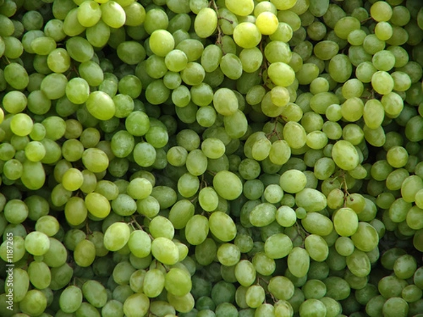 Obraz weintrauben