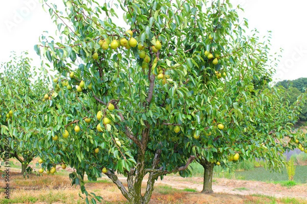 Obraz pear tree