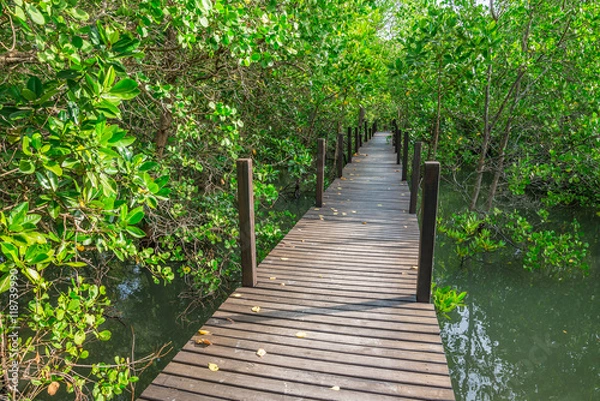 Obraz Long wooden bridge in mangrove forest in sunny day - Green nature or save environmental concept.