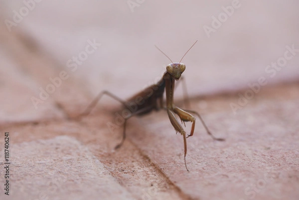 Fototapeta Close up of a brown praying mantis on a textured concrete surface