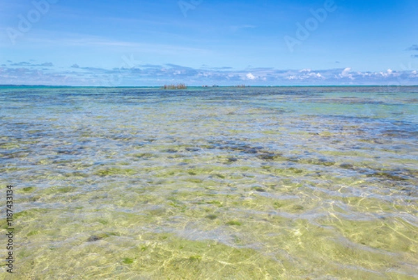 Obraz beach in the summer  tropical beach in northeastern Brazil in the state of Alagoas, city of Maceio, Ponta Verde beach