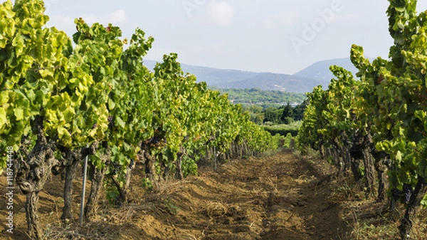 Obraz Grapes in the vineyard