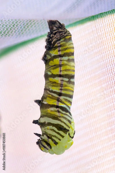 Fototapeta Monarch caterpillar transfroming into a chrysalis.
