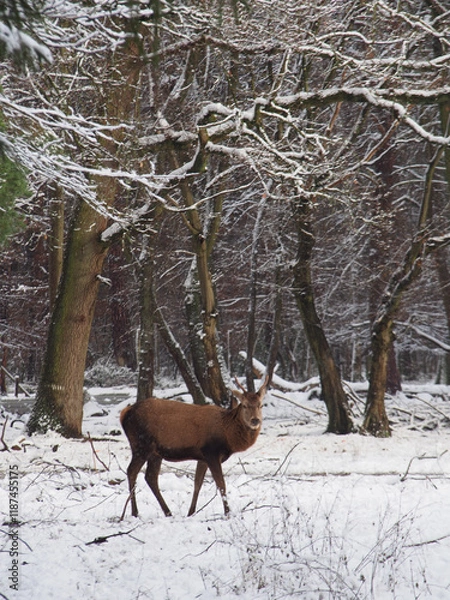 Fototapeta Vertical of a male red deer (cervus elaphus) facing the in the snow at the Kottenforst forest in Bonn, Germany