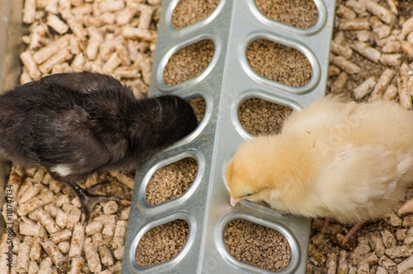 Obraz Baby chicks being raised in pen