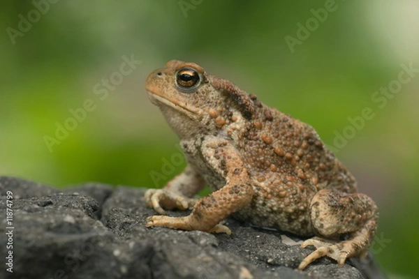 Obraz Ropucha szara - widok z boku