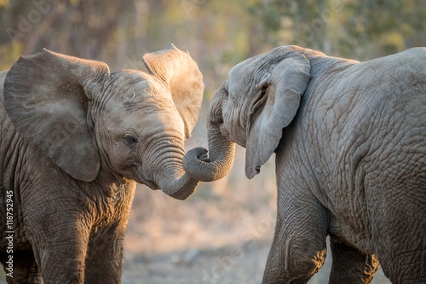 Obraz Elephants playing in the Kruger.