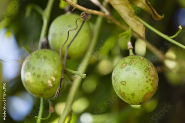 Fototapeta Passion fruits on a tree