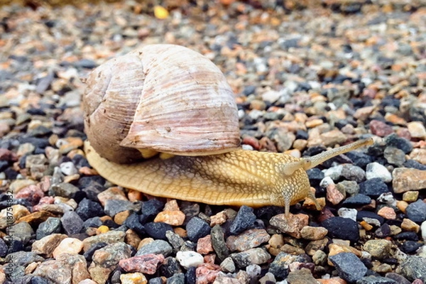 Fototapeta Eine Schnecke auf Steinen (Gastropoda)