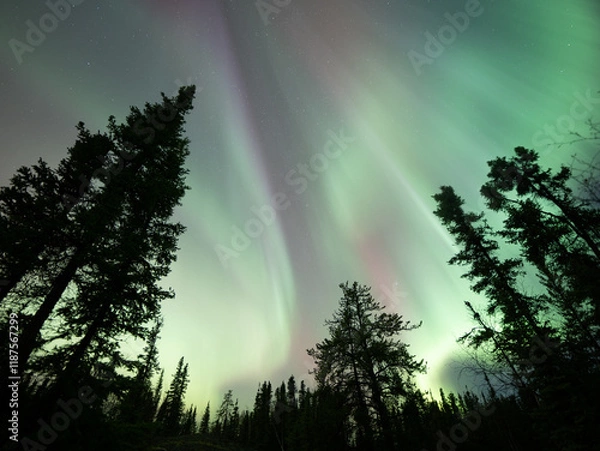 Obraz 美しいオーロラが見えた日