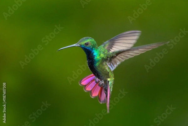 Fototapeta Black-throated Mango hummingbird hovering with tail flared and green background