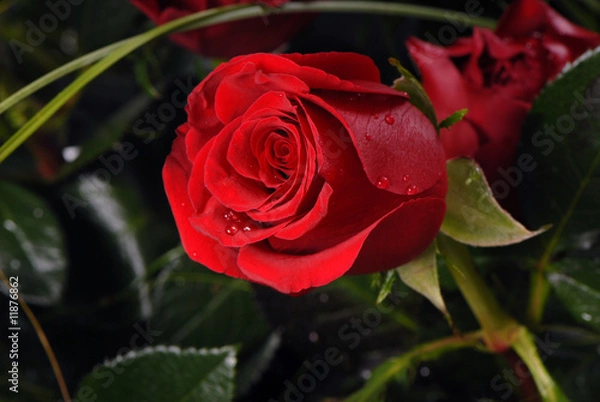 Obraz red rose, czerwona róża