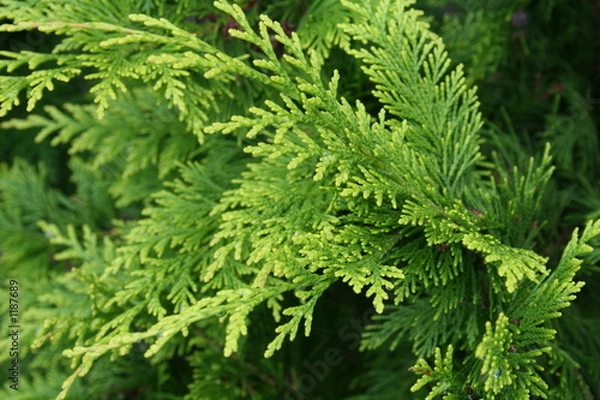 Obraz thuja