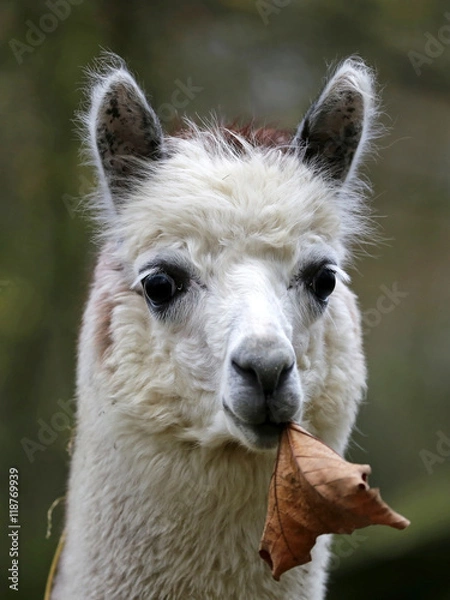 Obraz Alpaca