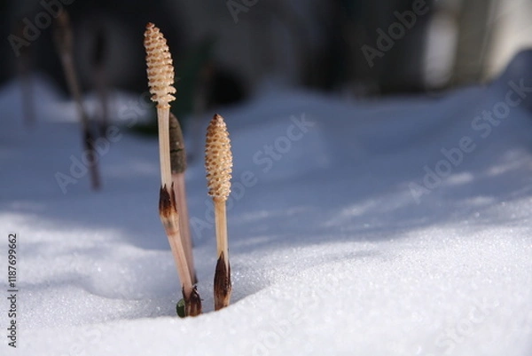 Fototapeta 雪の中のつくし（横位置）