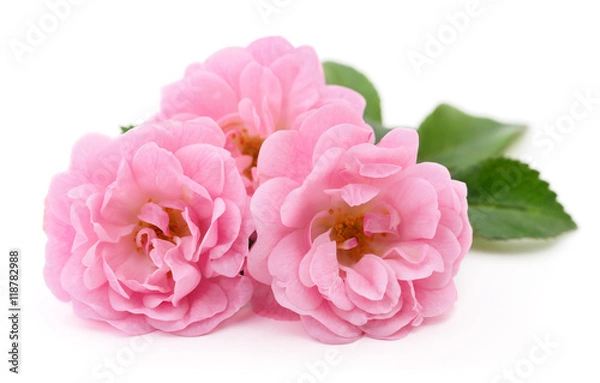 Fototapeta Beautiful pink roses.