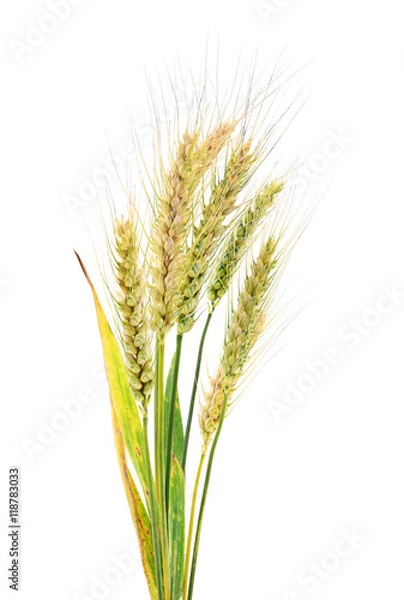 Obraz Wheat Bunch on white.