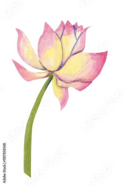 Fototapeta Watercolor Textured Flower Open Lotus Bud on Green Stem, Vivid Textured Illustration for Print, Web and Textile